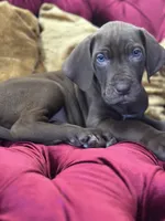 Mr. Hershey, a male Great Dane for sale in Dallas, TX – Photo 2 of 10