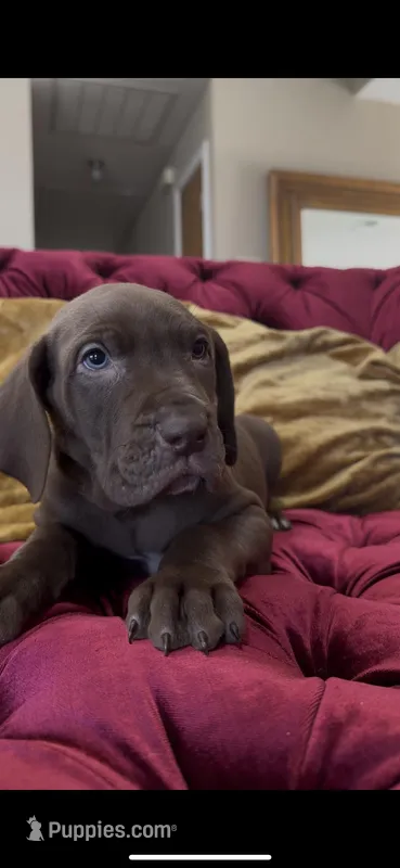 Mr. Hershey – Great Dane puppy for sale in Dallas, TX