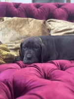 Ebony, a female Great Dane for sale in Dallas, TX – Photo 5 of 10