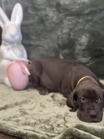 Ebony, a female Great Dane for sale in Dallas, TX – Photo 2 of 10