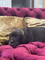 Ebony, a female Great Dane for sale in Dallas, TX – Photo 4 of 10