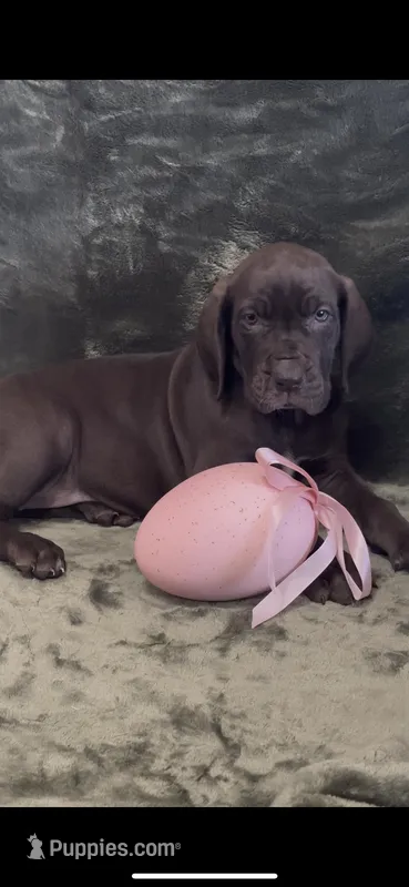 Ebony, a female Great Dane for sale in Dallas, TX – Photo 1 of 10