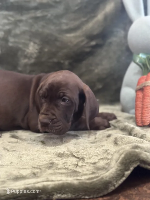 Ebony – Great Dane puppy for sale in Dallas, TX