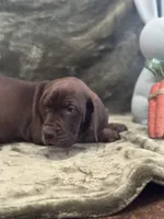 Ebony, a female Great Dane for sale in Dallas, TX – Photo 3 of 10