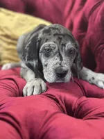 Raven, a female Great Dane for sale in Dallas, TX – Photo 5 of 10