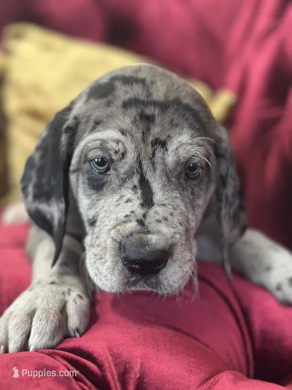 Raven – Great Dane puppy for sale in Dallas, TX