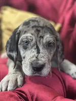 Raven, a female Great Dane for sale in Dallas, TX – Photo 4 of 10