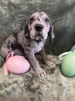 Raven, a female Great Dane for sale in Dallas, TX – Photo 6 of 10