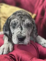 Raven, a female Great Dane for sale in Dallas, TX – Photo 3 of 10