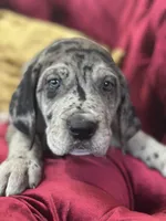 Raven, a female Great Dane for sale in Dallas, TX – Photo 1 of 10