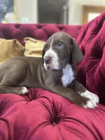 Meatball, a male Great Dane for sale in Dallas, TX – Photo 6 of 10