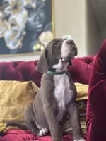 Meatball, a male Great Dane for sale in Dallas, TX – Photo 4 of 10