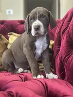 Meatball, a male Great Dane for sale in Dallas, TX – Photo 7 of 10