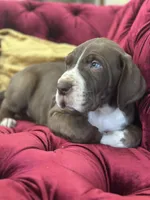 Meatball, a male Great Dane for sale in Dallas, TX – Photo 2 of 10