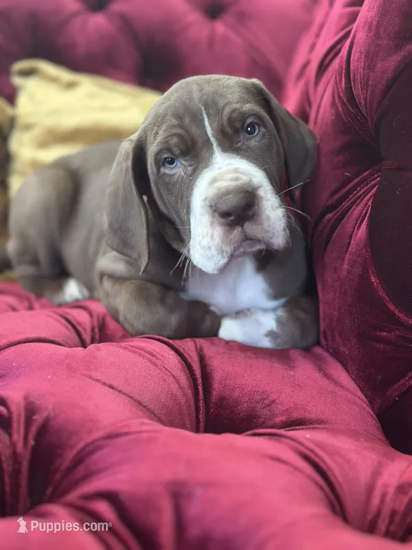 Meatball, a male Great Dane for sale in Dallas, TX – Photo 1 of 10