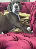 Meatball, a male Great Dane for sale in Dallas, TX – Photo 8 of 10