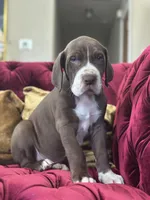 Meatball, a male Great Dane for sale in Dallas, TX – Photo 5 of 10