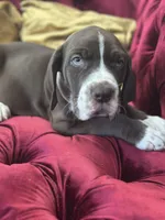 Mufasa Jr., a female Great Dane for sale in Dallas, TX – Photo 3 of 10