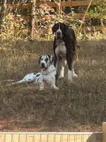 Mufasa Jr., a female Great Dane for sale in Dallas, TX – Photo 7 of 10