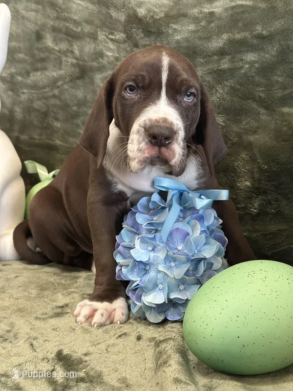 Mufasa Jr., a female Great Dane for sale in Dallas, TX – Photo 1 of 10