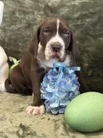 Mufasa Jr., a female Great Dane for sale in Dallas, TX – Photo 1 of 10