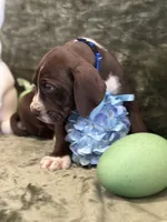 Mufasa Jr., a female Great Dane for sale in Dallas, TX – Photo 2 of 10