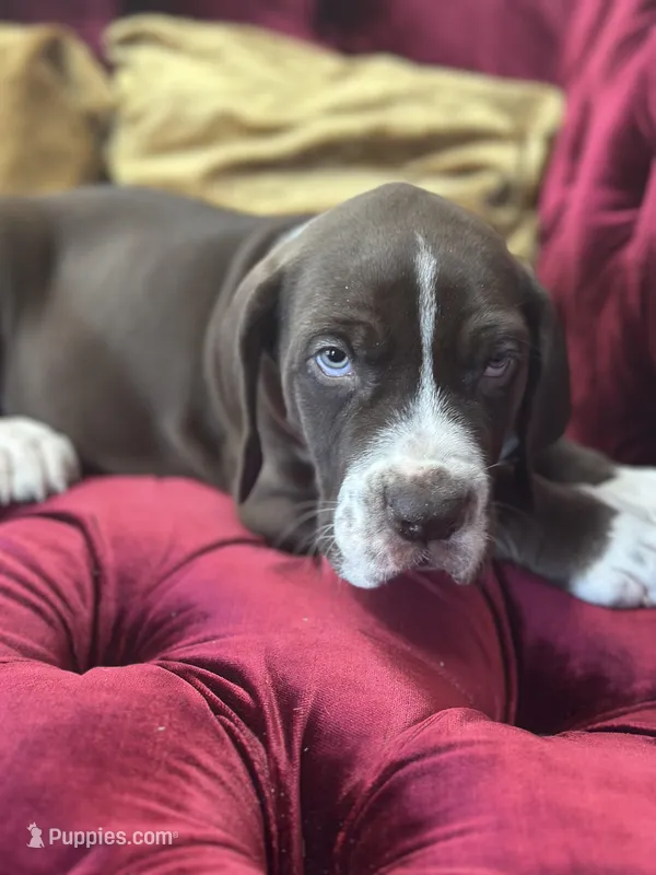 Mufasa Jr. – Great Dane puppy for sale in Dallas, TX