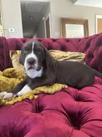 Mufasa Jr., a female Great Dane for sale in Dallas, TX – Photo 6 of 10