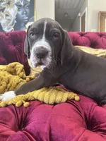 Mufasa Jr., a female Great Dane for sale in Dallas, TX – Photo 5 of 10