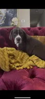 Mufasa Jr., a female Great Dane for sale in Dallas, TX – Photo 8 of 10