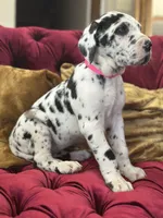Kimora, a female Great Dane for sale in Dallas, TX – Photo 5 of 10