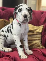 Kimora, a female Great Dane for sale in Dallas, TX – Photo 2 of 10