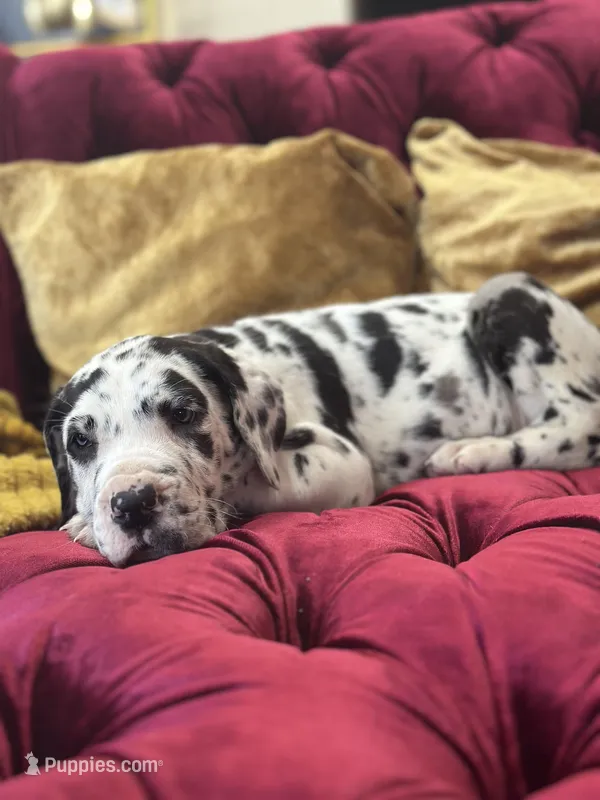 Kimora – Great Dane puppy for sale in Dallas, TX