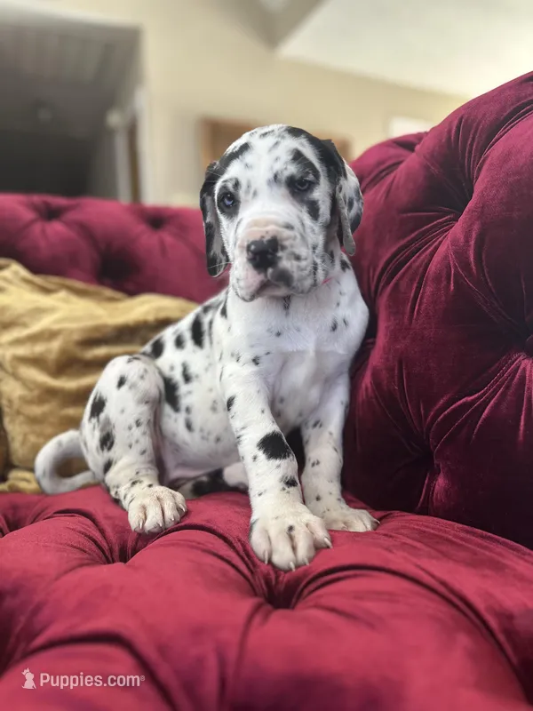 Kimora, a female Great Dane for sale in Dallas, TX – Photo 1 of 10