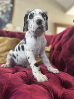 Kimora, a female Great Dane for sale in Dallas, TX – Photo 3 of 10