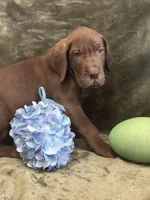 Sir Davis, a male Great Dane for sale in Dallas, TX – Photo 2 of 10