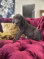 Sir Davis, a male Great Dane for sale in Dallas, TX – Photo 6 of 10