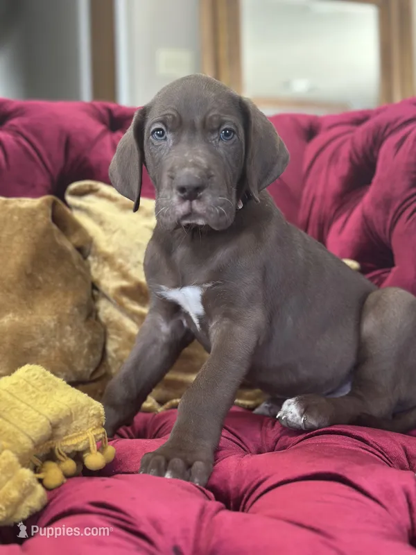 Sir Davis, a male Great Dane for sale in Dallas, TX – Photo 1 of 10