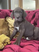 Sir Davis, a male Great Dane for sale in Dallas, TX – Photo 1 of 10