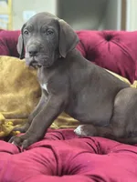 Sir Davis, a male Great Dane for sale in Dallas, TX – Photo 3 of 10