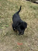 Tank, a male Australian Shepherd and German Shepherd Dog for sale in Morley, MI – 2 of 4