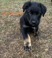 Jade, a female Australian Shepherd and German Shepherd Dog for sale in Morley, MI – 3 of 3