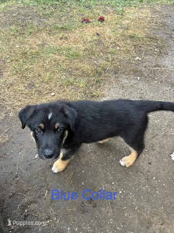 Bruno – Australian Shepherd, German Shepherd Dog puppy for sale in Morley, MI