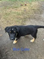 Bruno, a male Australian Shepherd and German Shepherd Dog for sale in Morley, MI – 1 of 4