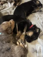 Tank, a male Australian Shepherd and German Shepherd Dog for sale in Morley, MI – 3 of 4