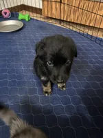 Tank, a male Australian Shepherd and German Shepherd Dog for sale in Morley, MI – 4 of 4