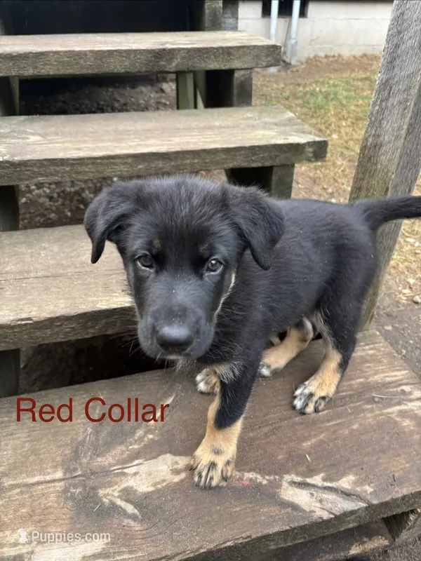 Tank – Australian Shepherd, German Shepherd Dog puppy for sale in Morley, MI