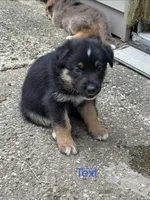 Bruno, a male Australian Shepherd and German Shepherd Dog for sale in Morley, MI – 4 of 4