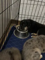 Bruno, a male Australian Shepherd and German Shepherd Dog for sale in Morley, MI – 2 of 4