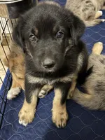 Jade, a female Australian Shepherd and German Shepherd Dog for sale in Morley, MI – 2 of 3